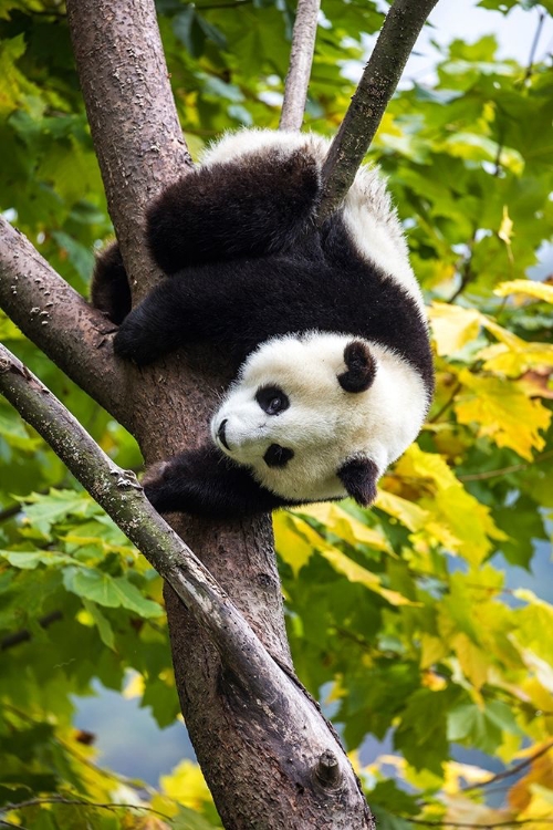 Picture of ASIA-CHINA-WOLONG-GIANT PANDA-PART OF THE UNESCO MAN AND BIOSPHERE RESERVE NETWORK