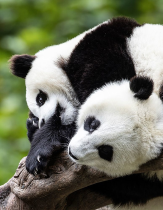 Picture of ASIA-CHINA-WOLONG-GIANT PANDA-PART OF THE UNESCO MAN AND BIOSPHERE RESERVE NETWORK