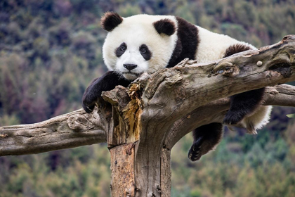 Picture of ASIA-CHINA-WOLONG-GIANT PANDA-PART OF THE UNESCO MAN AND BIOSPHERE RESERVE NETWORK