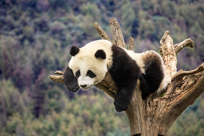 Picture of ASIA-CHINA-WOLONG-GIANT PANDA-PART OF THE UNESCO MAN AND BIOSPHERE RESERVE NETWORK