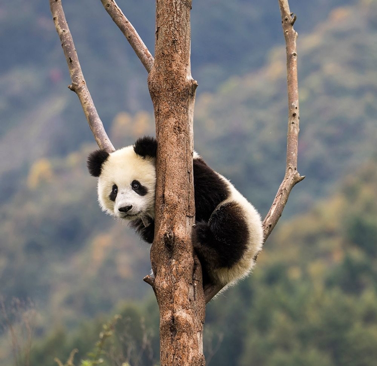 Picture of ASIA-CHINA-WOLONG-GIANT PANDA-PART OF THE UNESCO MAN AND BIOSPHERE RESERVE NETWORK