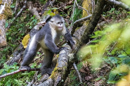 Picture of ASIA-CHINA-TACHENG-YUNNAN BLACK SNUB-NOSED MONKEY