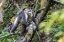 Picture of ASIA-CHINA-TACHENG-YUNNAN BLACK SNUB-NOSED MONKEY