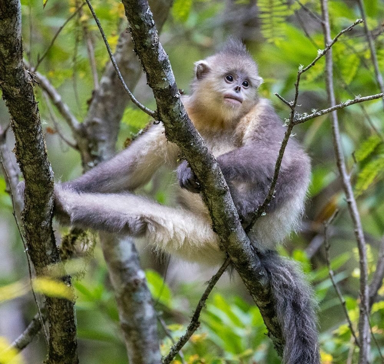 Picture of ASIA-CHINA-TACHENG-YOUNG YUNNAN BLACK SNUB-NOSED MONKEY