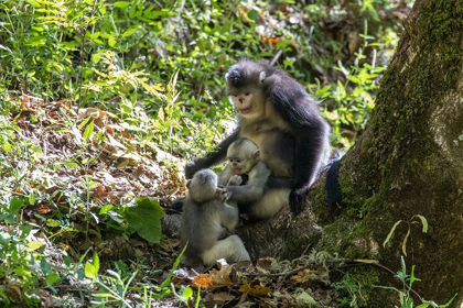 Picture of ASIA-CHINA-TACHENG-YUNNAN BLACK SNUB-NOSED MONKEYS-ADULT AND YOUNG