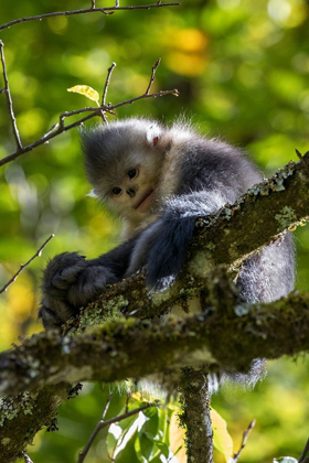 Picture of ASIA-CHINA-TACHENG-YUNNAN BLACK SNUB-NOSED MONKEY