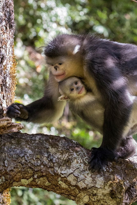 Picture of ASIA-CHINA-TACHENG-YUNNAN BLACK SNUB-NOSED MONKEYS-ADULT AND YOUNG