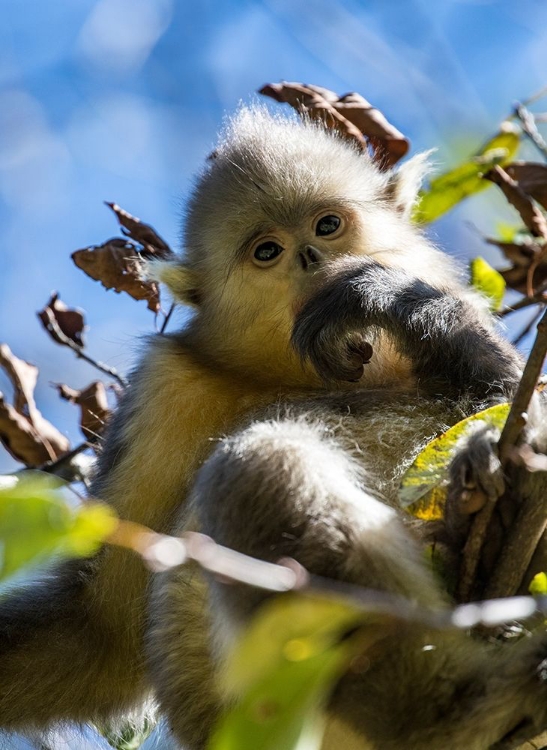 Picture of ASIA-CHINA-TACHENG-YOUNG YUNNAN BLACK SNUB-NOSED MONKEY