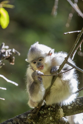 Picture of ASIA-CHINA-TACHENG-YOUNG YUNNAN BLACK SNUB-NOSED MONKEY