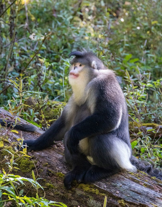 Picture of ASIA-CHINA-TACHENG-YUNNAN BLACK SNUB-NOSED MONKEY