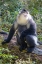 Picture of ASIA-CHINA-TACHENG-YUNNAN BLACK SNUB-NOSED MONKEY
