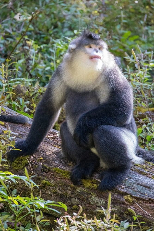 Picture of ASIA-CHINA-TACHENG-YUNNAN BLACK SNUB-NOSED MONKEY