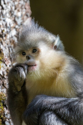 Picture of ASIA-CHINA-TACHENG-YUNNAN BLACK SNUB-NOSED MONKEY