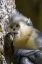 Picture of ASIA-CHINA-TACHENG-YUNNAN BLACK SNUB-NOSED MONKEY