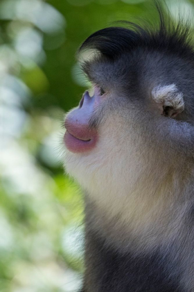 Picture of ASIA-CHINA-TACHENG-YUNNAN BLACK SNUB-NOSED MONKEY