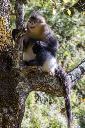 Picture of ASIA-CHINA-TACHENG-YUNNAN BLACK SNUB-NOSED MONKEY