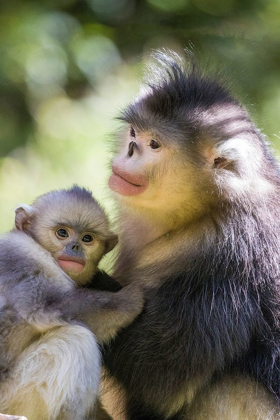 Picture of ASIA-CHINA-TACHENG-YUNNAN BLACK SNUB-NOSED MONKEYS-ADULT AND YOUNG