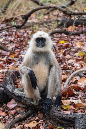 Picture of INDIA-MADHYA PRADESH-BANDHAVGARH NATIONAL PARK NORTHERN PLAINS LANGUR-AKA HUNUMAN LANGUR