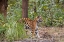 Picture of INDIA-MADHYA PRADESH-BANDHAVGARH NATIONAL PARK YOUNG FEMALE BENGAL TIGER STRETCHING