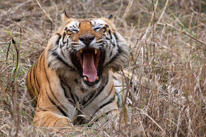 Picture of INDIA-MADHYA PRADESH-BANDHAVGARH NATIONAL PARK BENGAL TIGER-ENDANGERED SPECIES