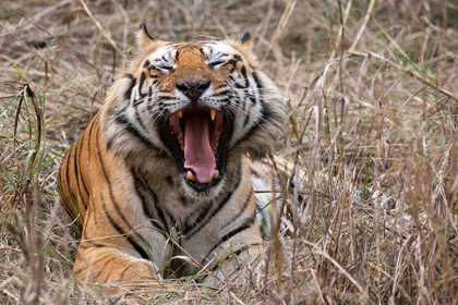 Picture of INDIA-MADHYA PRADESH-BANDHAVGARH NATIONAL PARK BENGAL TIGER-ENDANGERED SPECIES