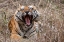 Picture of INDIA-MADHYA PRADESH-BANDHAVGARH NATIONAL PARK BENGAL TIGER-ENDANGERED SPECIES
