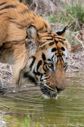 Picture of INDIA-MADHYA PRADESH-BANDHAVGARH NATIONAL PARK MALE BENGAL TIGER DRINKING FROM POND