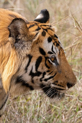 Picture of INDIA-MADHYA PRADESH-BANDHAVGARH NATIONAL PARK BENGAL TIGER