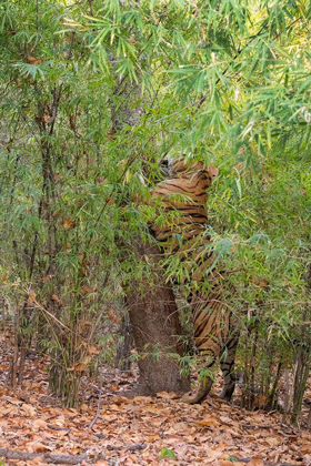 Picture of INDIA-MADHYA PRADESH-BANDHAVGARH NATIONAL PARK BENGAL TIGER SENT MARKING TREE IN BAMBOO HABITAT