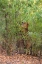 Picture of INDIA-MADHYA PRADESH-BANDHAVGARH NATIONAL PARK BENGAL TIGER SENT MARKING TREE IN BAMBOO HABITAT