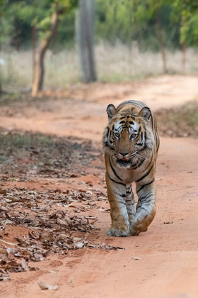 Picture of INDIA-MADHYA PRADESH-BANDHAVGARH NATIONAL PARK BENGAL TIGER-ENDANGERED SPECIES