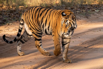 Picture of INDIA-MADHYA PRADESH-BANDHAVGARH NATIONAL PARK MATURE FEMALE BENGAL TIGER-ENDANGERED SPECIES