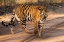 Picture of INDIA-MADHYA PRADESH-BANDHAVGARH NATIONAL PARK MATURE FEMALE BENGAL TIGER-ENDANGERED SPECIES