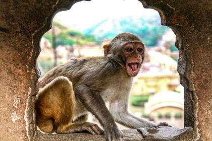 Picture of JAIPUR-INDIA-MONKEY TEMPLE-LAUGHING MACAQUE