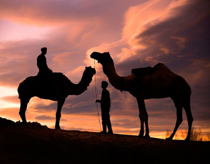 Picture of YOUNG MEN AND CAMELS AT SUNSET IN THE RAJASTHAN DESERT-PUSHKAR-INDIA