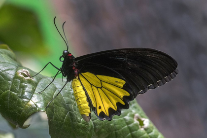 Picture of INDONESIA BIRDWING BUTTERFLY ON LEAF