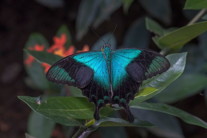 Picture of INDONESIA-BALI BLUE SWALLOWTAIL BUTTERFLY ON LEAF