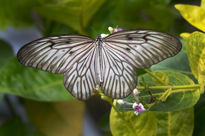 Picture of INDONESIA-BALI BLANCHARDS GHOST BUTTERFLY ON PLANT