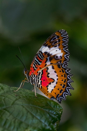Picture of INDONESIA-BALI MALAY LACEWING BUTTERFLY ON LEAF