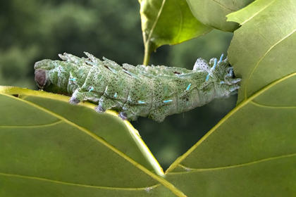 Picture of INDONESIA-BALI ATLAS MOTH CATERPILLAR EATING LEAF