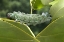 Picture of INDONESIA-BALI ATLAS MOTH CATERPILLAR EATING LEAF