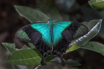 Picture of INDONESIA-BALI BLUE SWALLOWTAIL BUTTERFLY ON LEAF