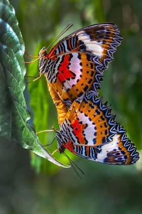 Picture of INDONESIA-BALI MALAY LACEWING BUTTERFLIES MATING ON LEAF