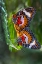 Picture of INDONESIA-BALI MALAY LACEWING BUTTERFLIES MATING ON LEAF