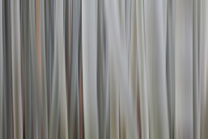 Picture of JAPAN-KYOTO ABSTRACT BLUR OF BAMBOO STALKS
