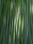 Picture of JAPAN-KYOTO ABSTRACT OF ARASHIYAMA BAMBOO GROVE