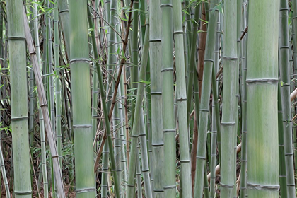 Picture of NARA PROVENCE ABSTRACT OF BAMBOO