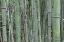 Picture of NARA PROVENCE ABSTRACT OF BAMBOO