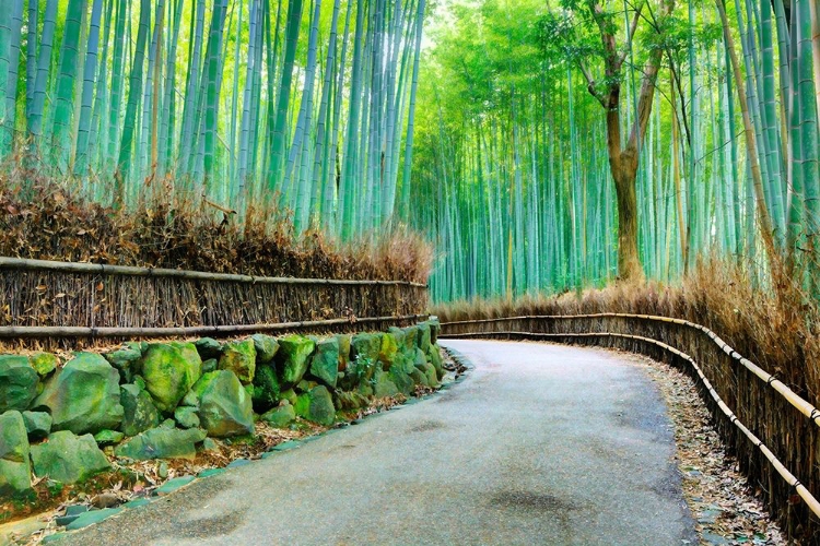 Picture of KYOTO ABSTRACT OF ARASHIYAMA BAMBOO GROVE