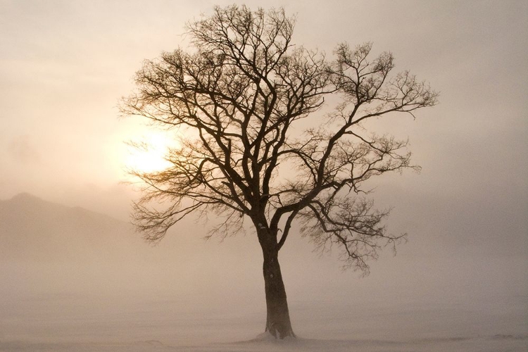 Picture of JAPAN-HOKKAIDO-LAKE KUSSHARO A TREE STANDS SILHOUETTED BY THE RISING SUN 